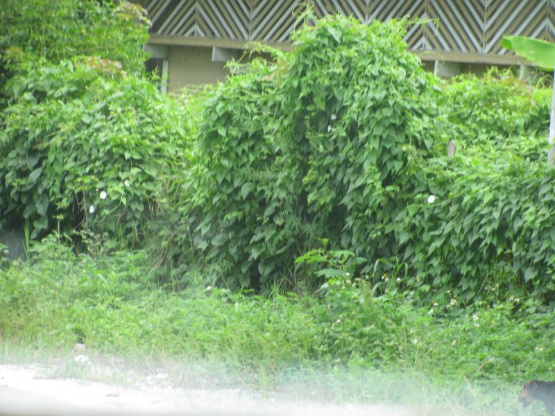 Dominican Republic 574.jpg